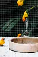 Photo gratuite oiseaux buvant de l'eau d'une fontaine