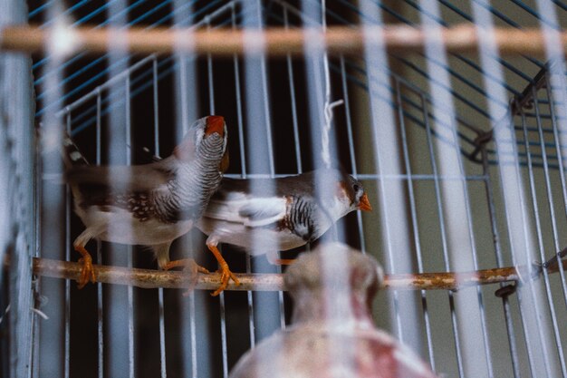 Oiseaux en cage