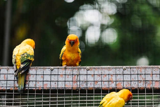 Oiseaux jaunes dans une enceinte