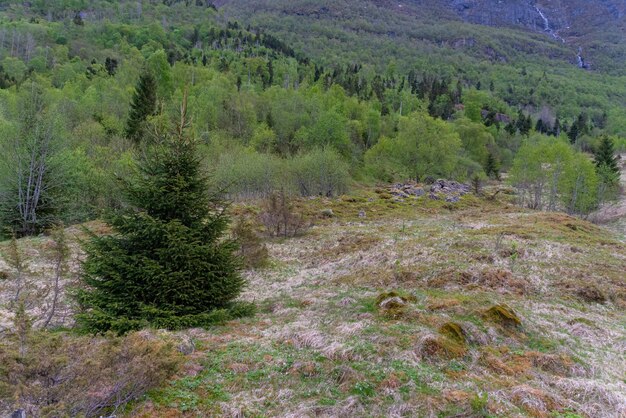 Olden Norvège 17 mai 2023 Arbre