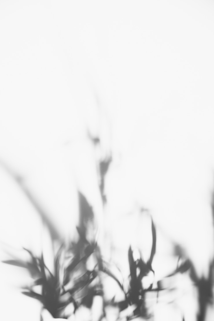 Photo gratuit ombre de feuilles floues sur fond blanc