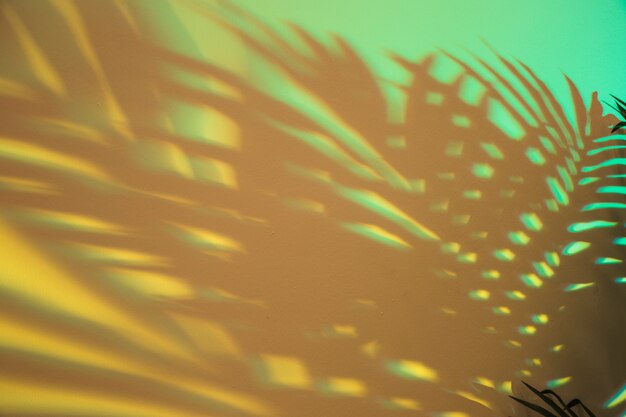 Ombre de feuilles de palmier sur fond vert