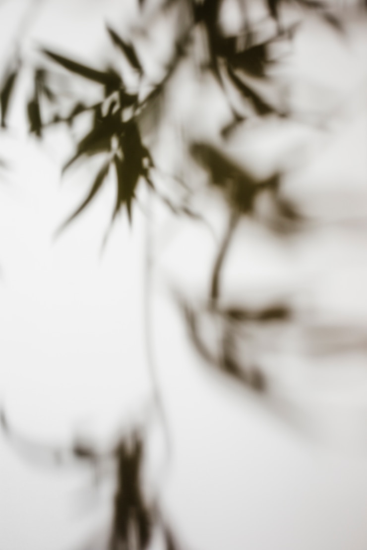Photo gratuit ombre sombre des feuilles sur fond blanc
