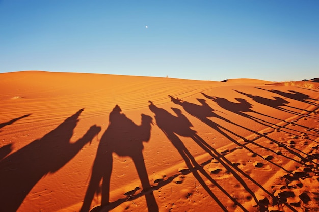 Ombres de chameaux dans le désert du Sahara Merzouga