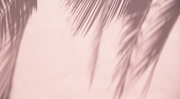 Ombres de feuilles de palmier sur un mur de sable