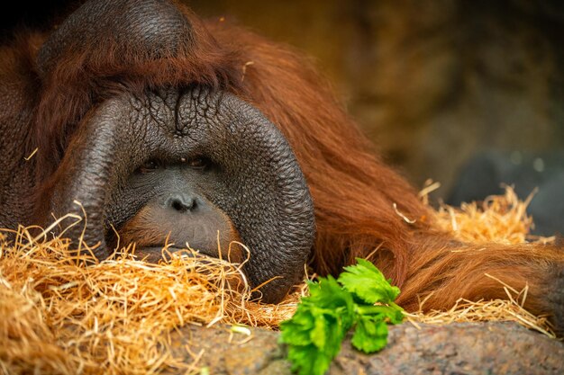 Orang-outan de Bornéo en voie de disparition dans l'habitat rocheux Pongo pygmaeus Animal sauvage derrière les barreaux Belle et mignonne créature