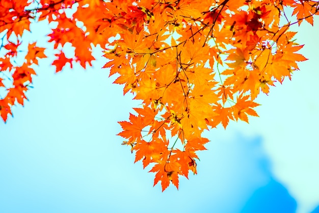 Orange feuilles avec le fond bleu