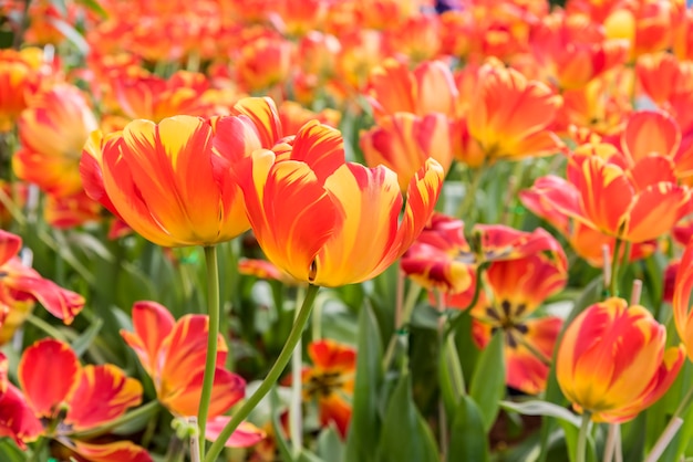 Orange, jaune, géant, tulipe, jardin, champ