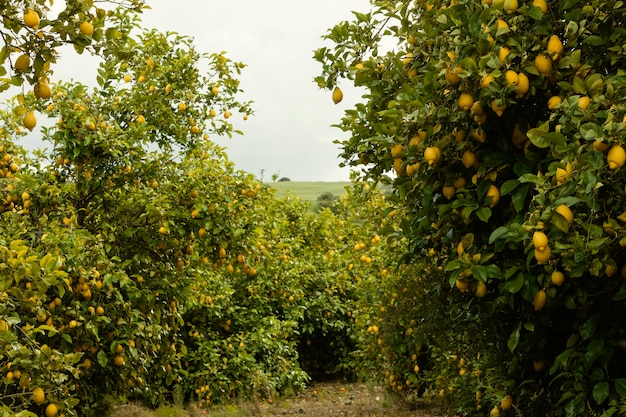 Photo gratuite orangers frais récoltés
