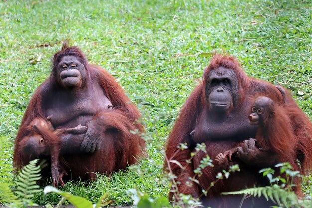 Orangs-outans avec leurs enfants