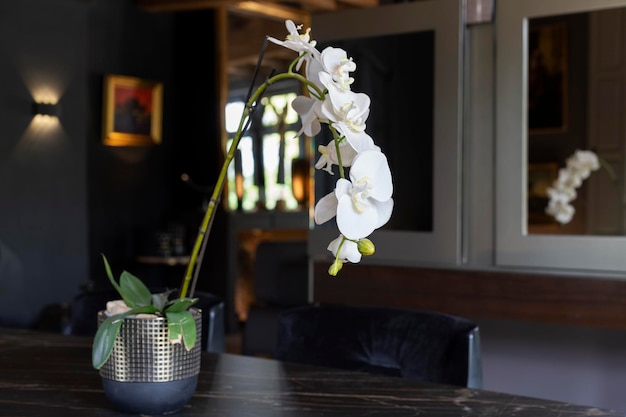 Photo gratuite orchidée blanche dans un salon