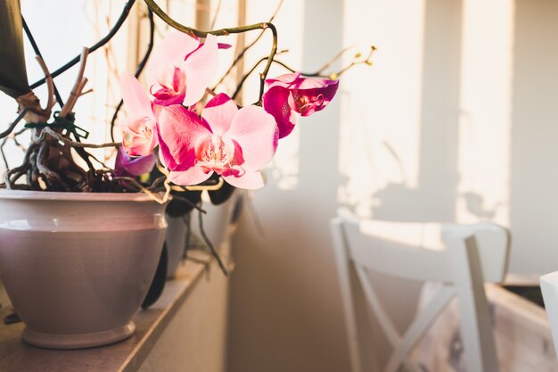 Orchidées roses dans un vase sur un rebord de fenêtre avec des chaises blanches