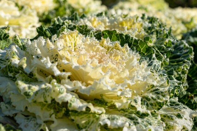 Chou Chinois En Potager | Photo Premium
