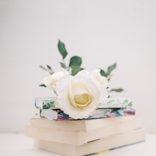 ose sur une pile de livres