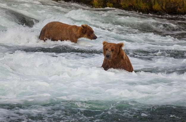 Ours sur l'Alaska