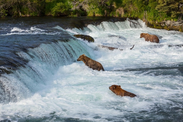 Photo gratuite ours sur l'alaska