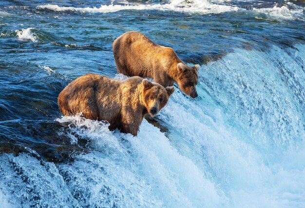 Ours sur l'Alaska