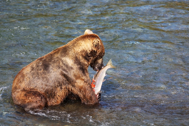 Ours sur l'Alaska