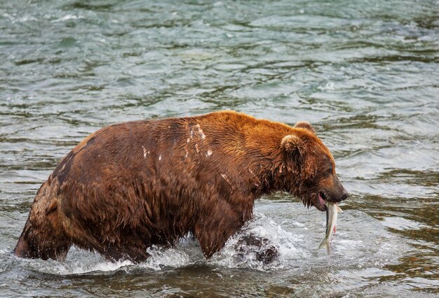 Ours sur l'Alaska