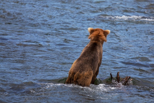 Ours sur l'Alaska