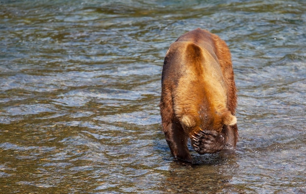 Ours sur l'Alaska