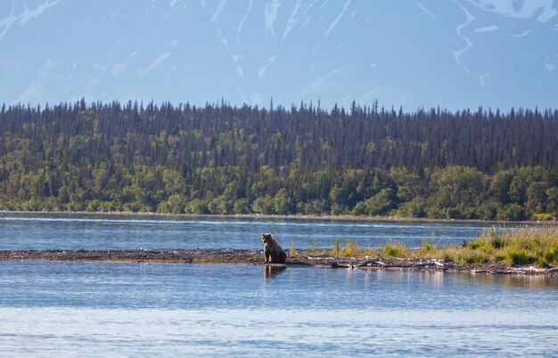 Ours sur l'Alaska