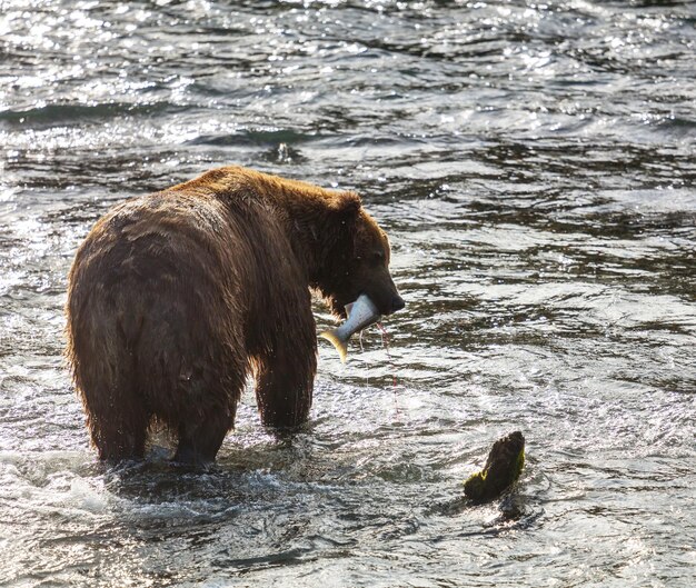 Ours sur l'Alaska