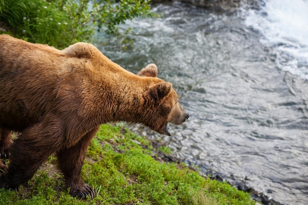 Photo gratuite ours sur l'alaska