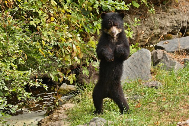 ours andins ou à lunettes Tremarctos ornatus