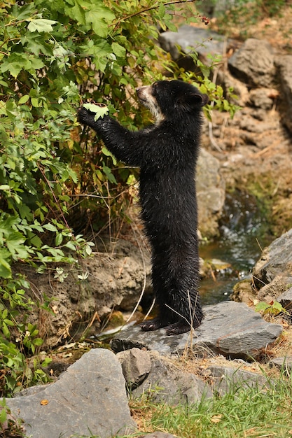 Photo gratuite ours andins ou à lunettes tremarctos ornatus