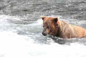 Photo gratuite ours brun attrapant un poisson dans la rivière en alaska