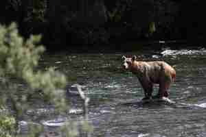 Photo gratuite ours brun attrapant un poisson dans la rivière en alaska