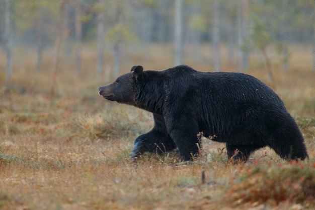 Ours brun dans l'habitat naturel de la Finlande