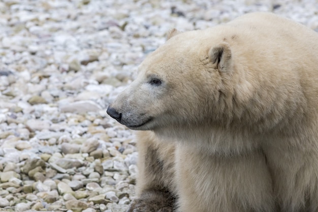 Ours polaire dans son habitat naturel