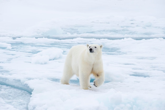 Ours polaire marchant sur la glace dans l'arctique