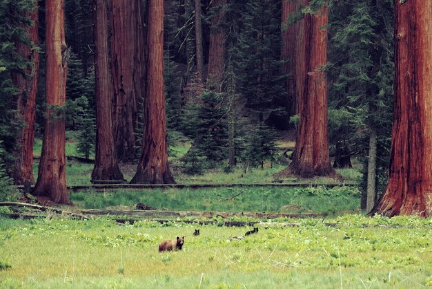 Ours sauvage avec oursons dans le parc national de Sequoia