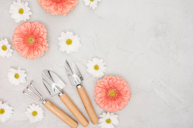 Outils de jardinage et gerbera avec fleurs de marguerite vue de dessus