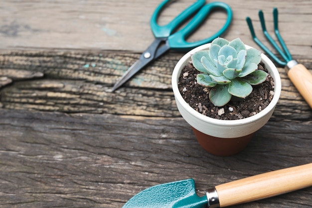 Photo gratuite outils de jardinage et plante