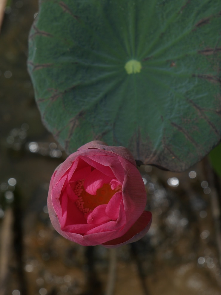 Photo gratuit ouverture fleur en rose