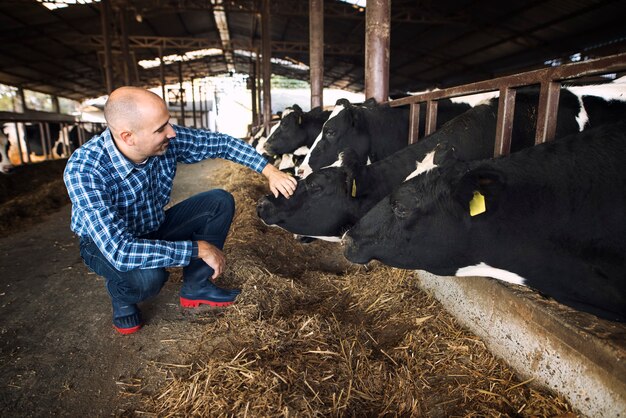 Ouvrier agricole tapotant vache animal domestique