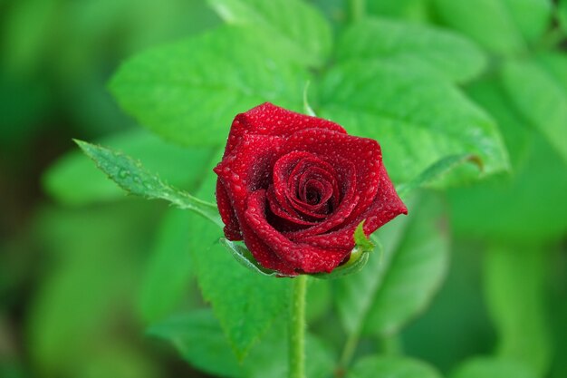 Ouvrir fleur rouge sur fond défocalisé