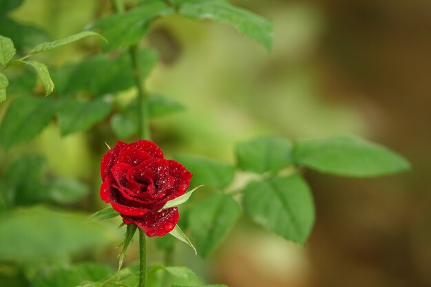 Ouvrir fleur rouge sur fond défocalisé