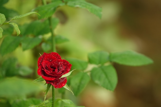 Ouvrir fleur rouge sur fond défocalisé