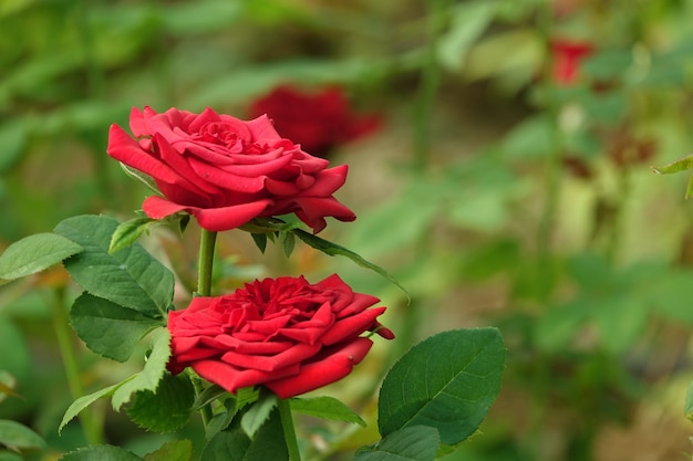 Ouvrir fleur rouge sur fond défocalisé