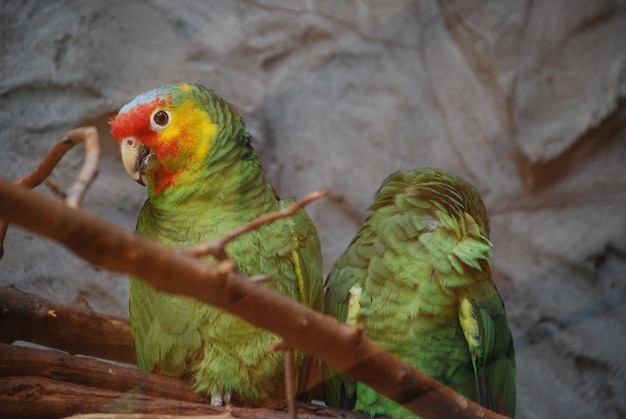 Paire assortie de perroquets Amazon sur un perchoir.