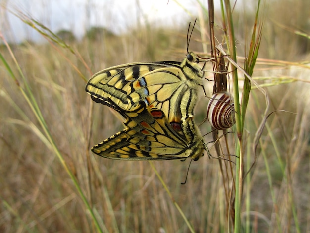 Paire de papillons machaon maltais d'accouplement à côté d'un escargot