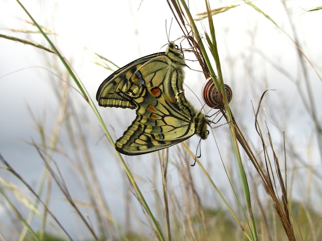 Photo gratuite paire de papillons machaon maltais d'accouplement à côté d'un escargot