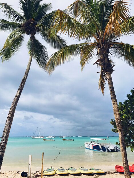 Des palmes hautes montent au ciel nuageux sur la plage en République dominicaine