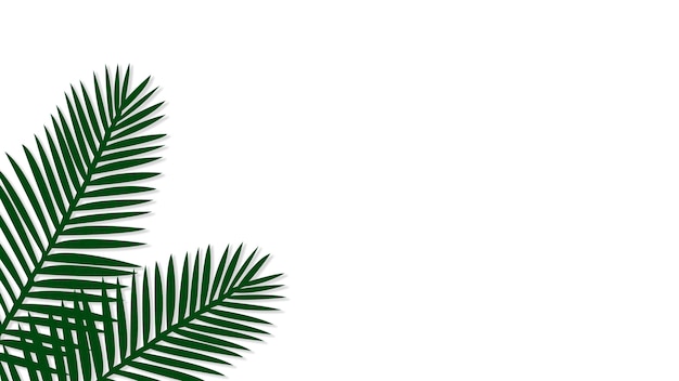 Photo gratuite palmier areca vert