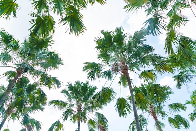 palmier sur le ciel
